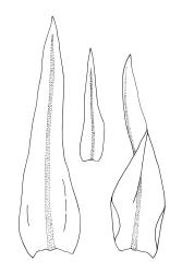 Orthotrichum graphiomitrium, three leaves.
 Image: R.C. Wagstaff © All rights reserved. Redrawn with permission from Lewinsky (1984). 